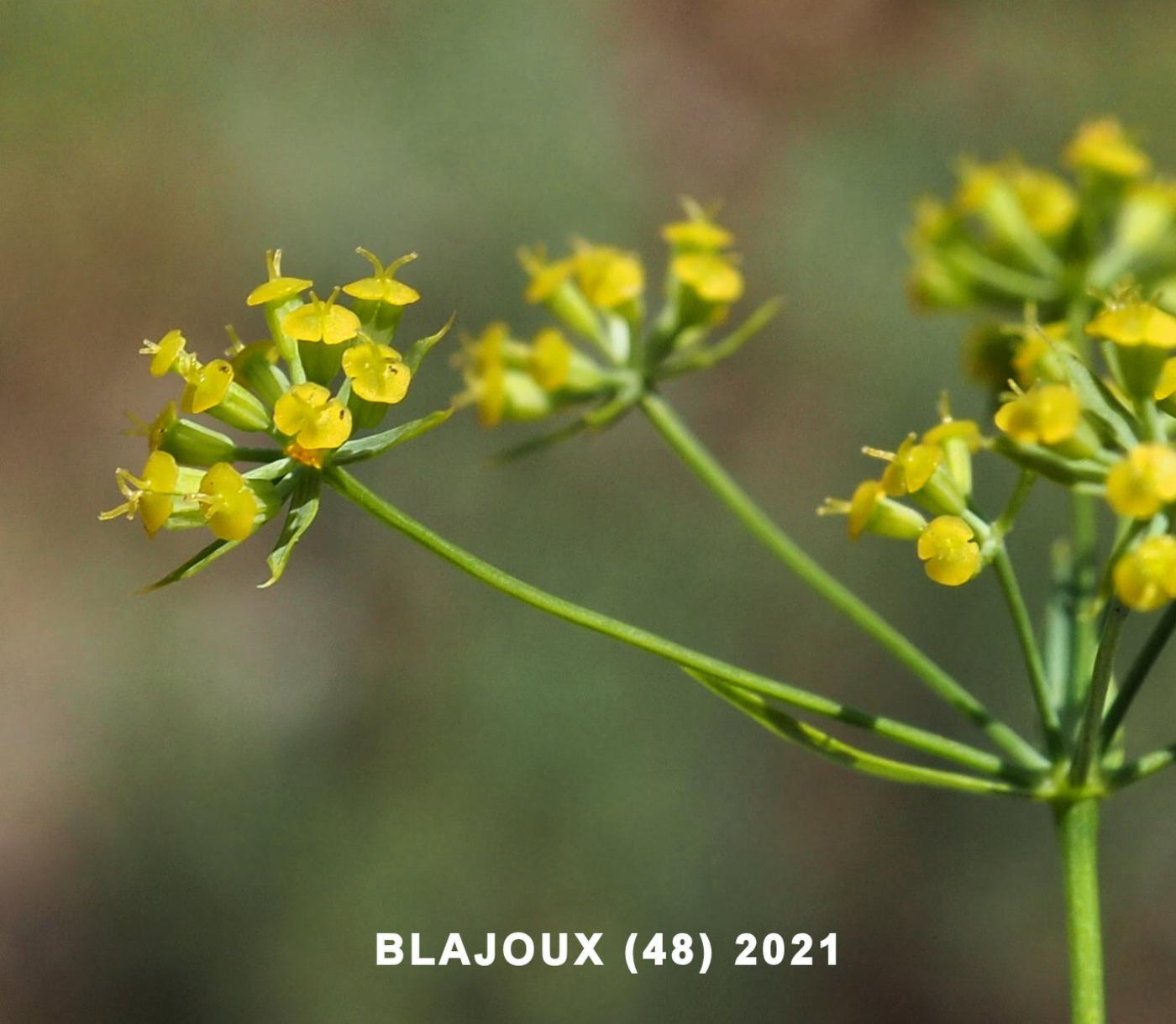 Hare's Ear [of Toulon] flower